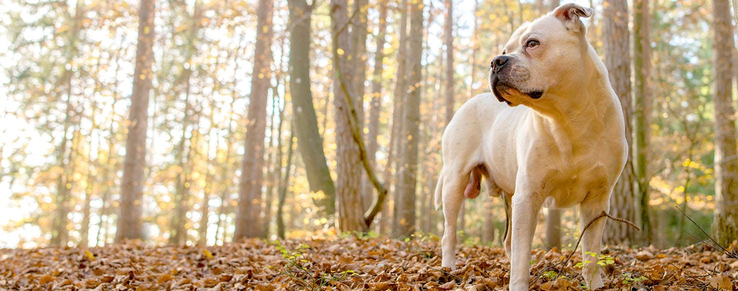 Archer Dog Names Popular Male and Female Names Wag!